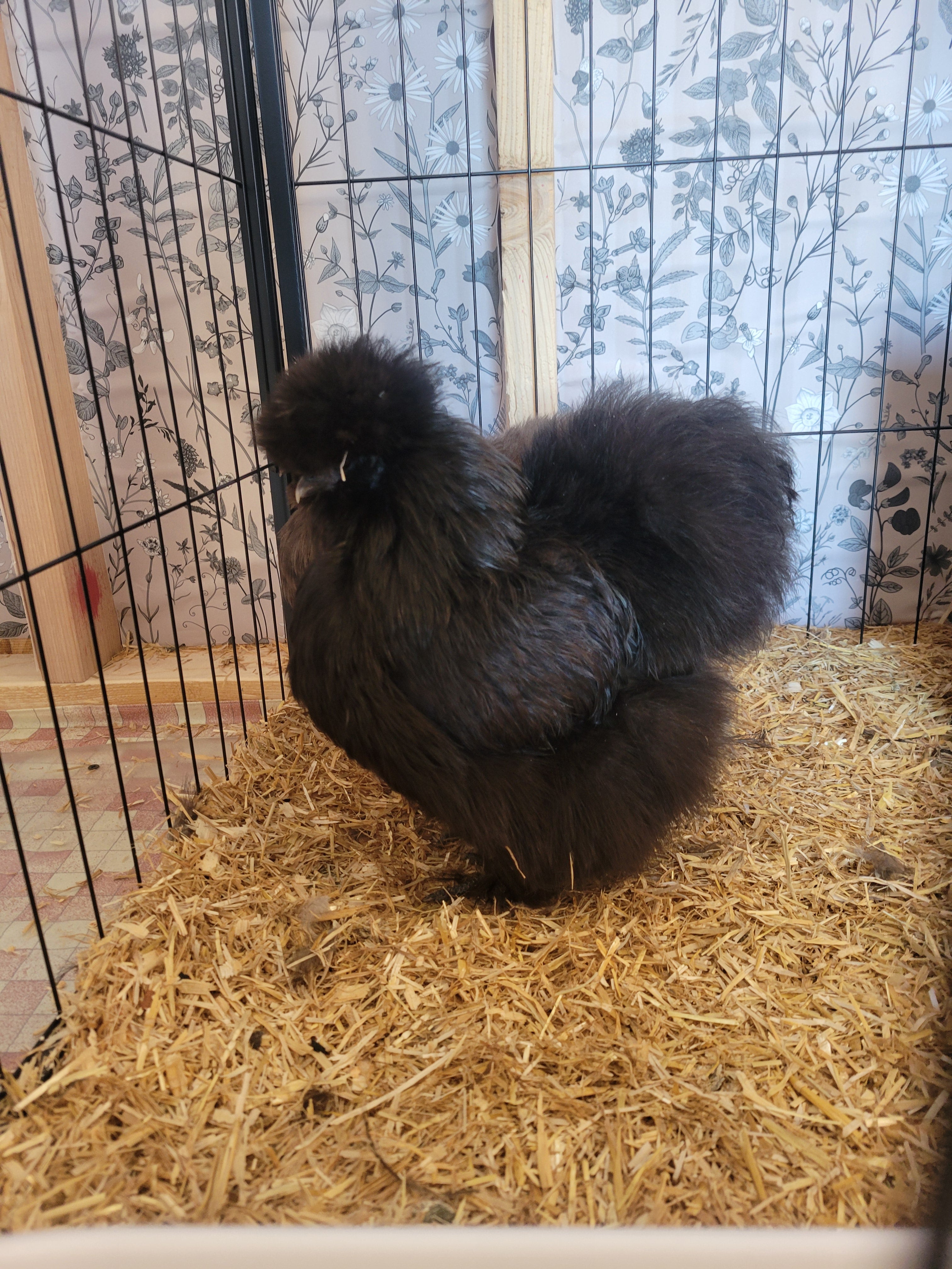 Available Hens
