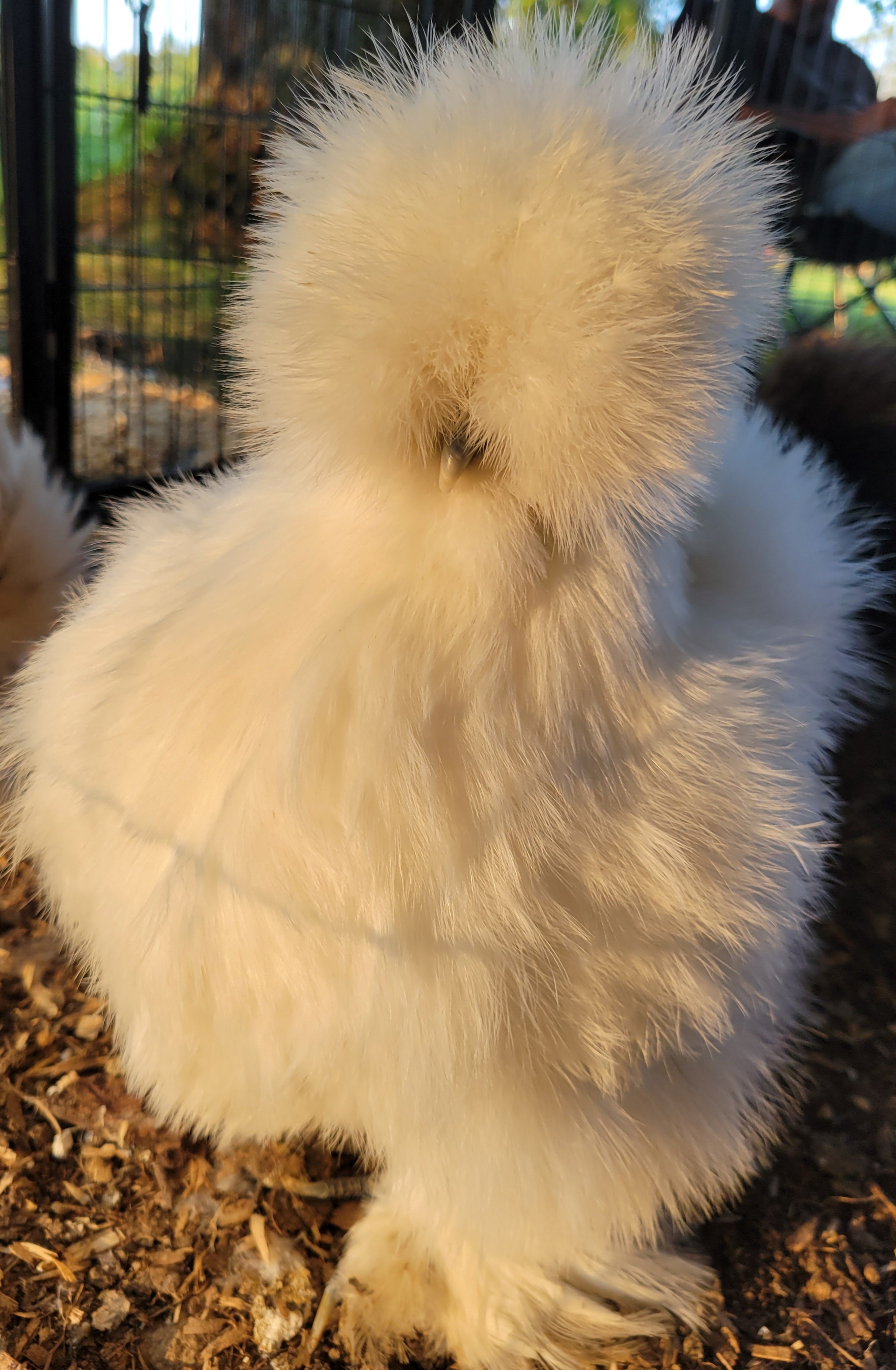 Available pullets