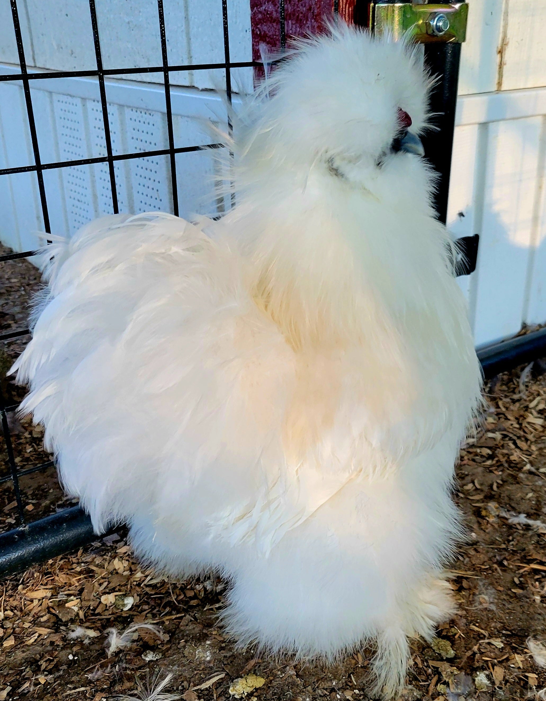 Available cockerels and roosters