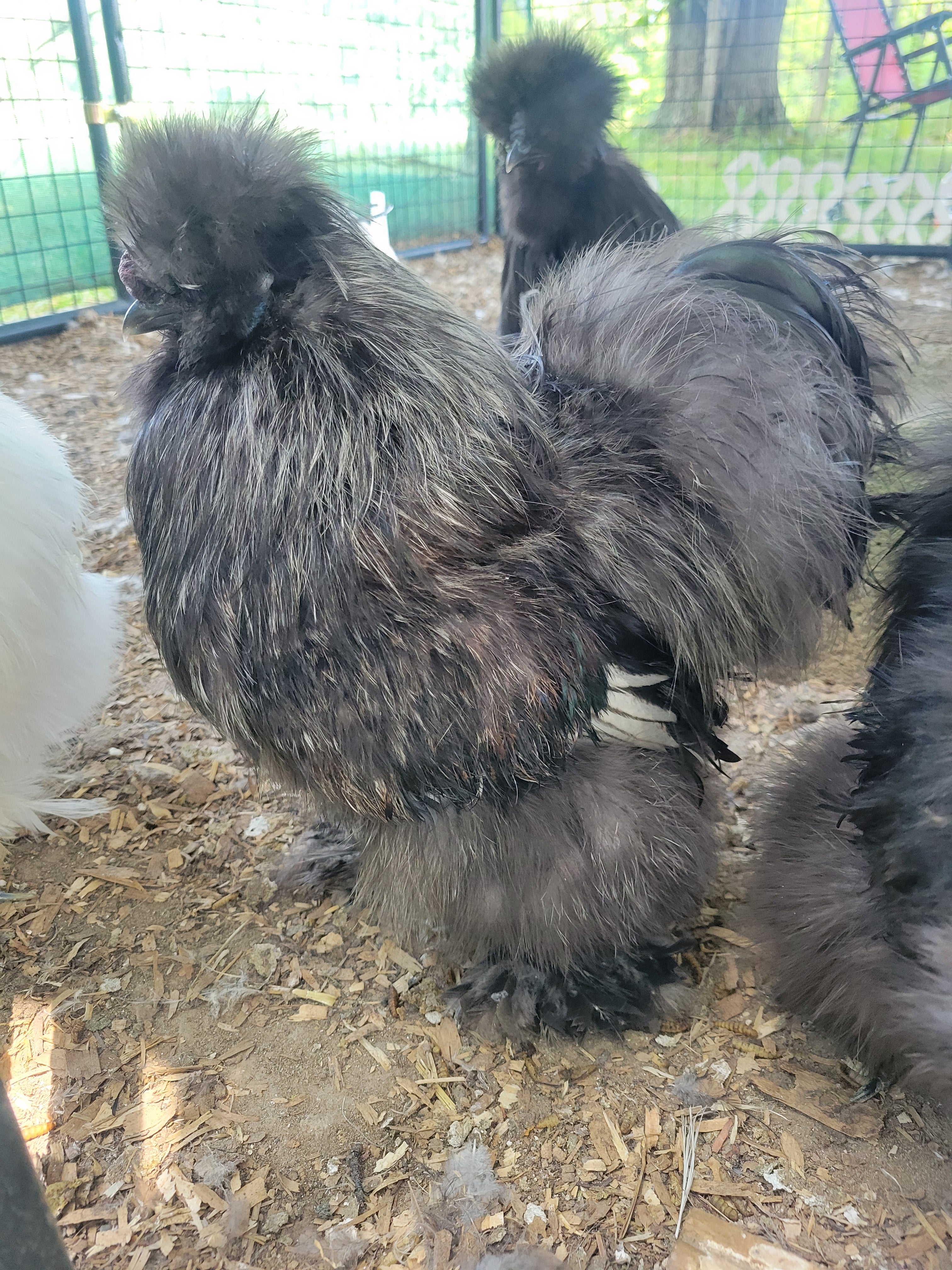 Pet Quality Silkies
