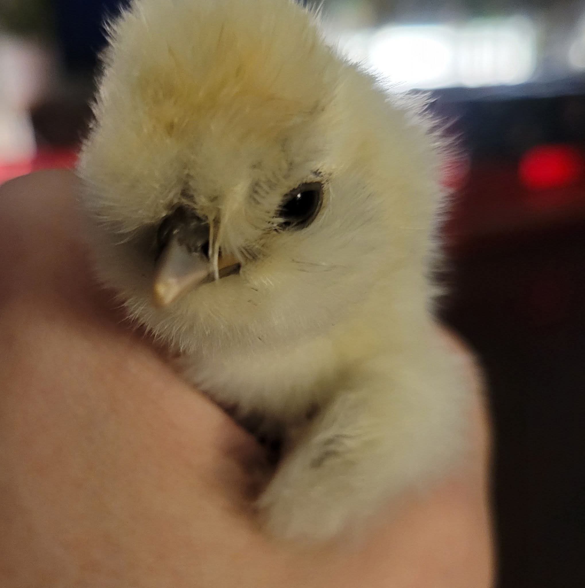 Available Chicks